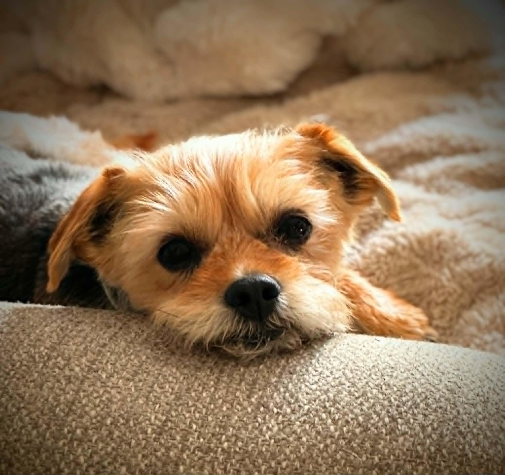 WICKET, ADOPTABLE, Adult Male Yorkshire Terrier & Cairn Terrier.
