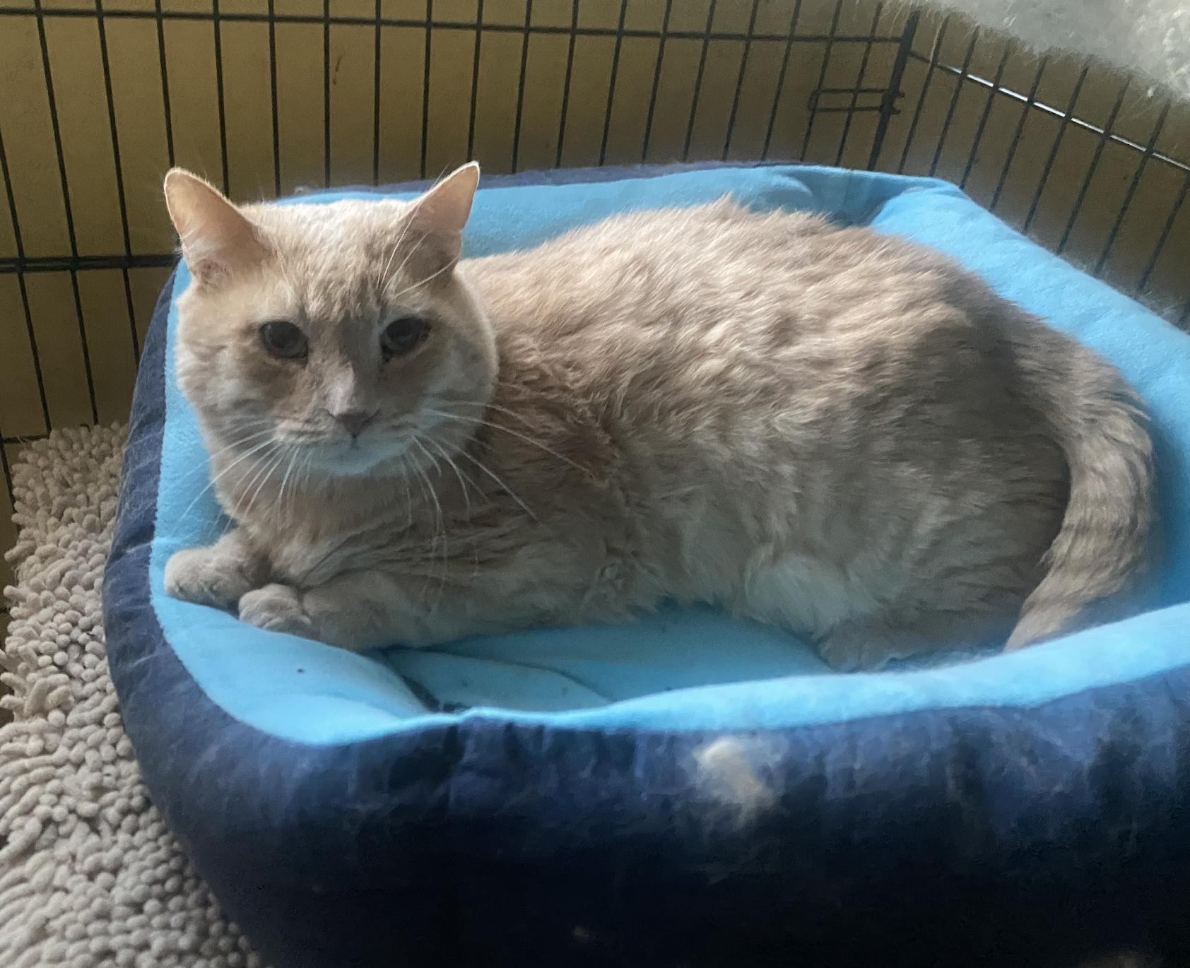 Shelly, a Adoptable mixed breed in Beverly Hills, CA image 2/4