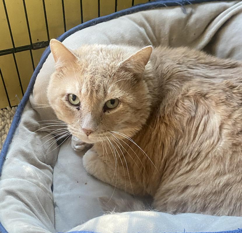 Shelly, a Adoptable mixed breed in Beverly Hills, CA image 3/4