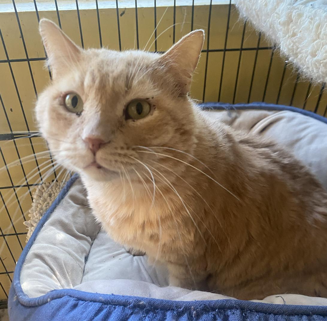 Shelly, a Adoptable mixed breed in Beverly Hills, CA image 1/4