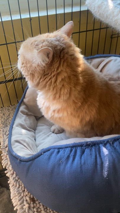 Enlarge Shelly, a Adoptable mixed breed in Beverly Hills, CA video 4/4