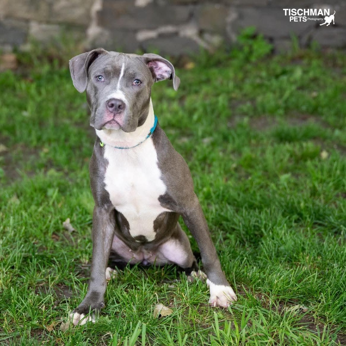 Enlarge Kimber, an adopted mixed breed in Stamford, CT image 4/6