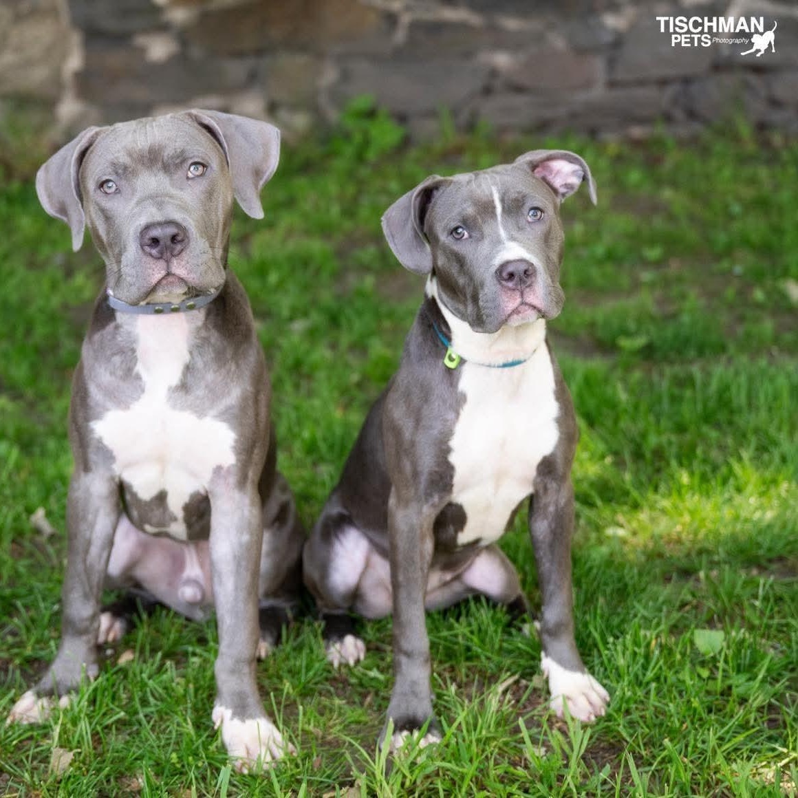 Enlarge Kimber, an adopted mixed breed in Stamford, CT image 6/6