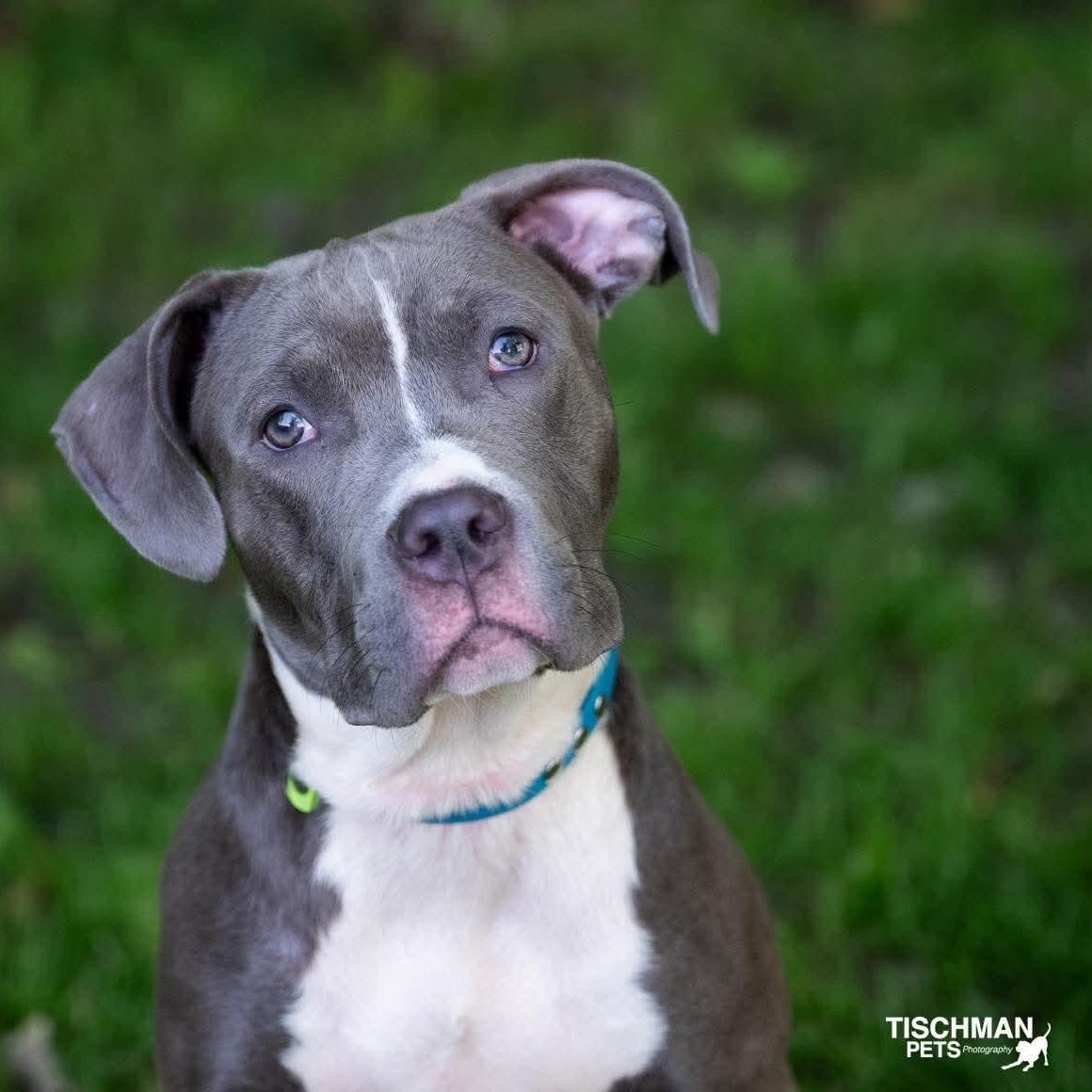 Kimber, adopted, Young Female American Staffordshire Terrier.