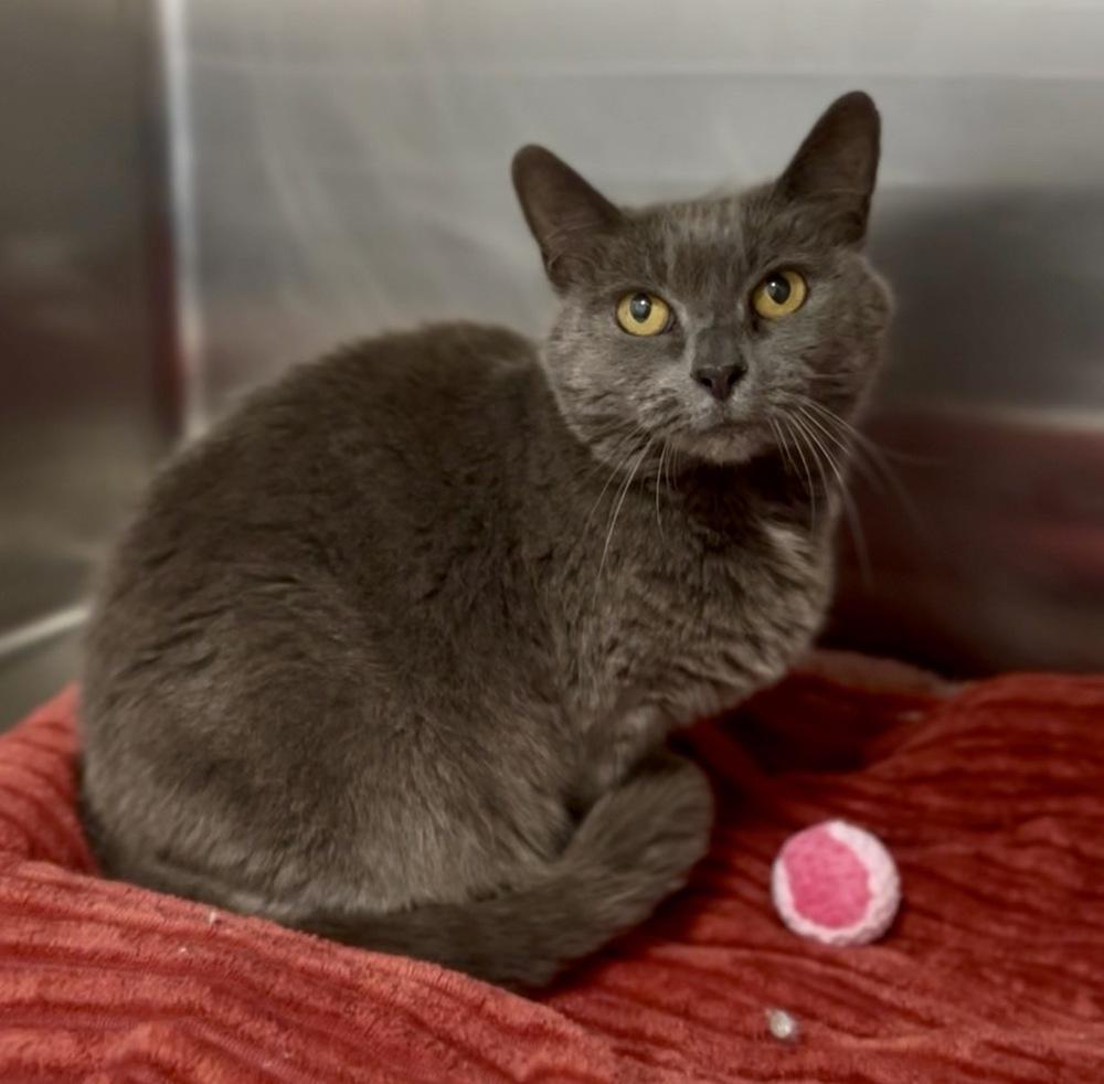 Enlarge Sammy, a Adoptable mixed breed in Jamestown, CA image 1/1