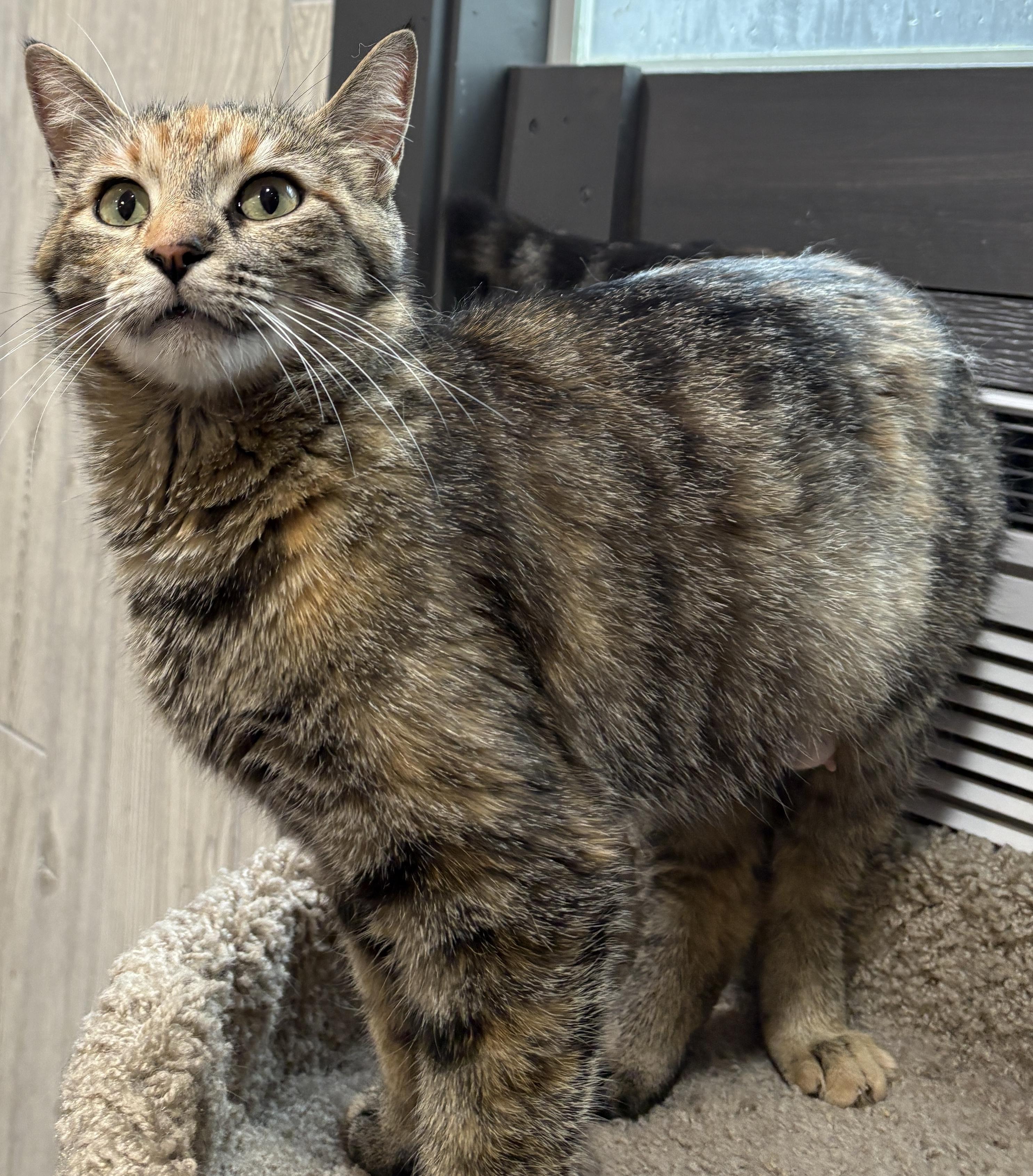 WASABI, a ADOPTABLE Domestic Short Hair in Tillsonburg, ON image 3/4