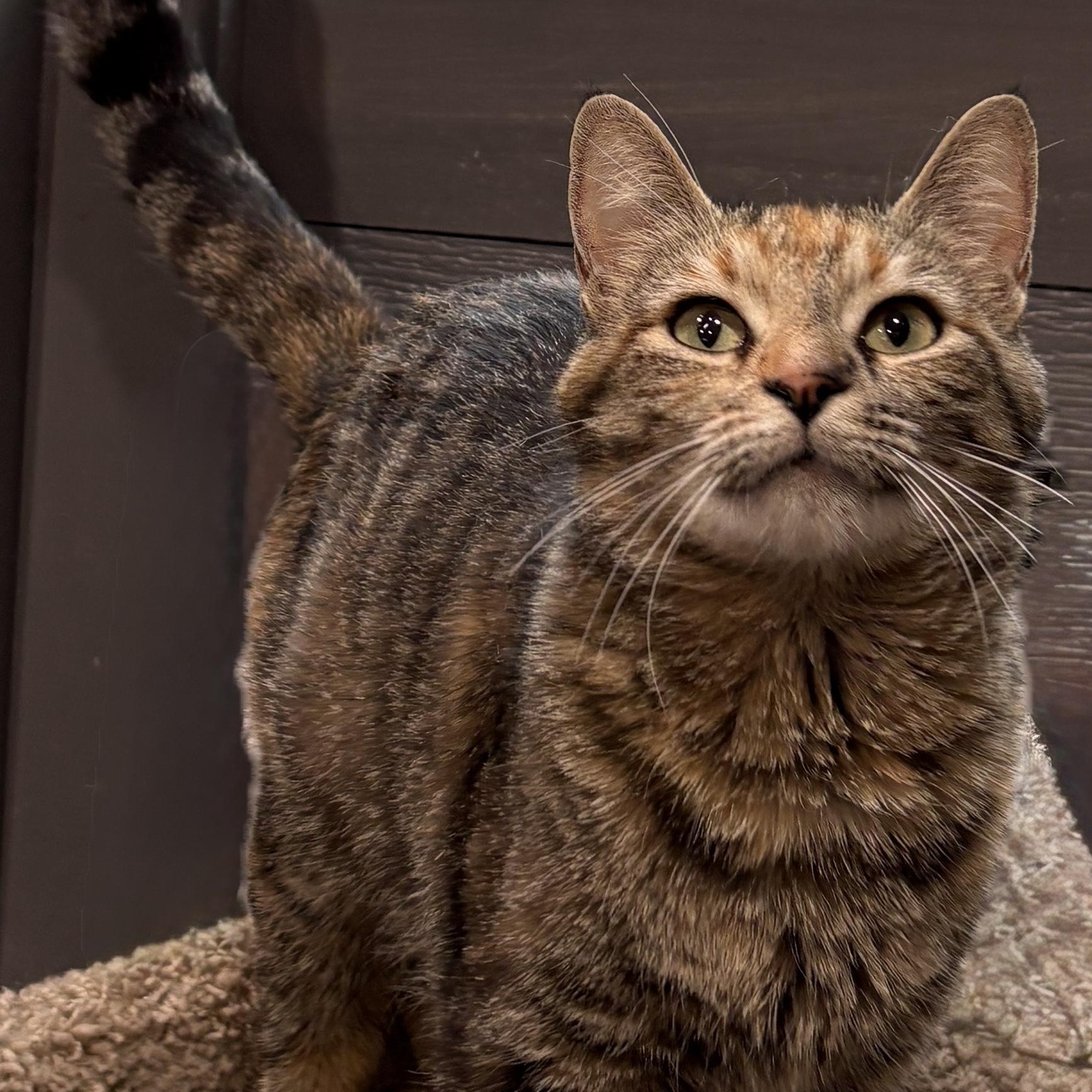 WASABI, a ADOPTABLE Domestic Short Hair in Tillsonburg, ON image 2/4