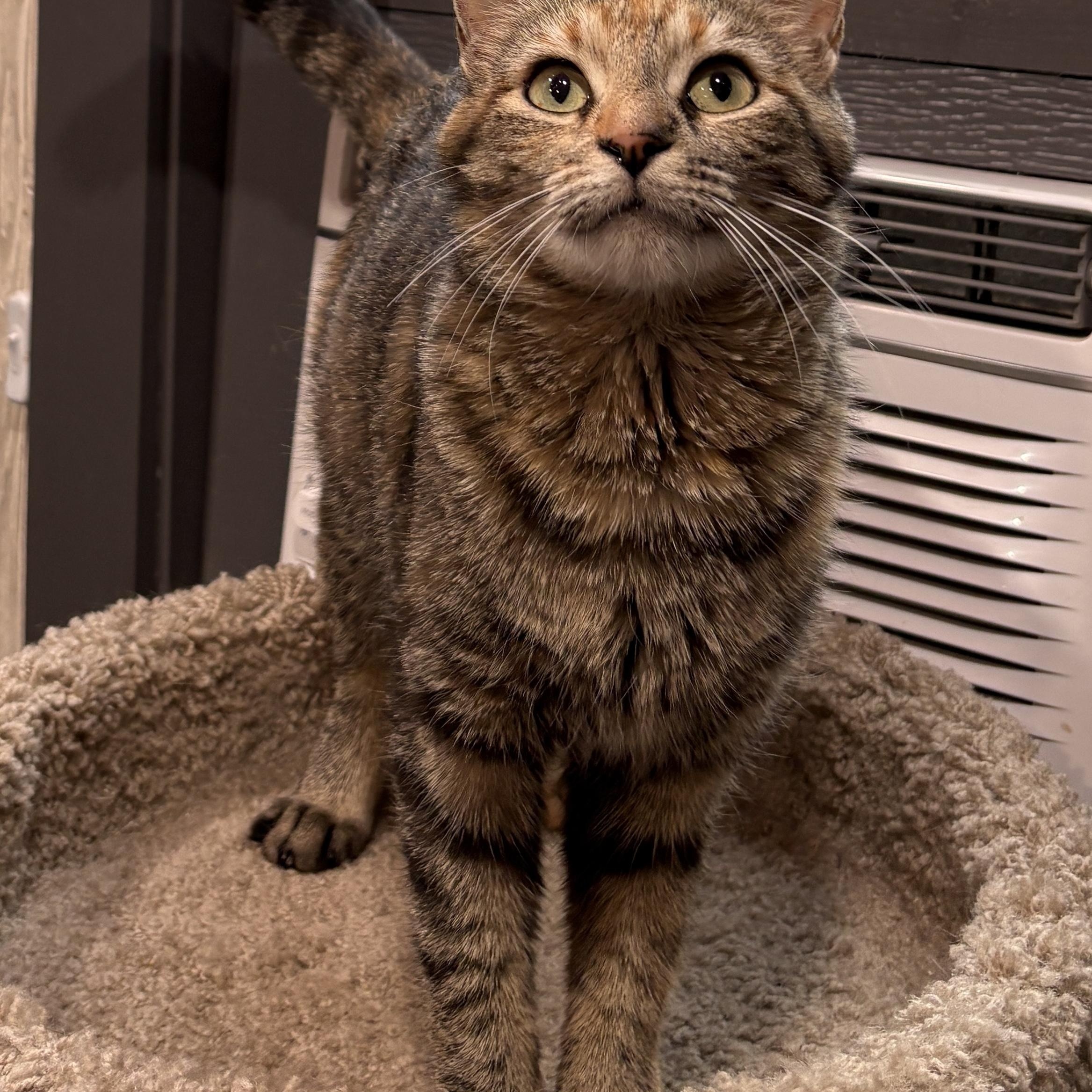 WASABI, a ADOPTABLE Domestic Short Hair in Tillsonburg, ON image 4/4