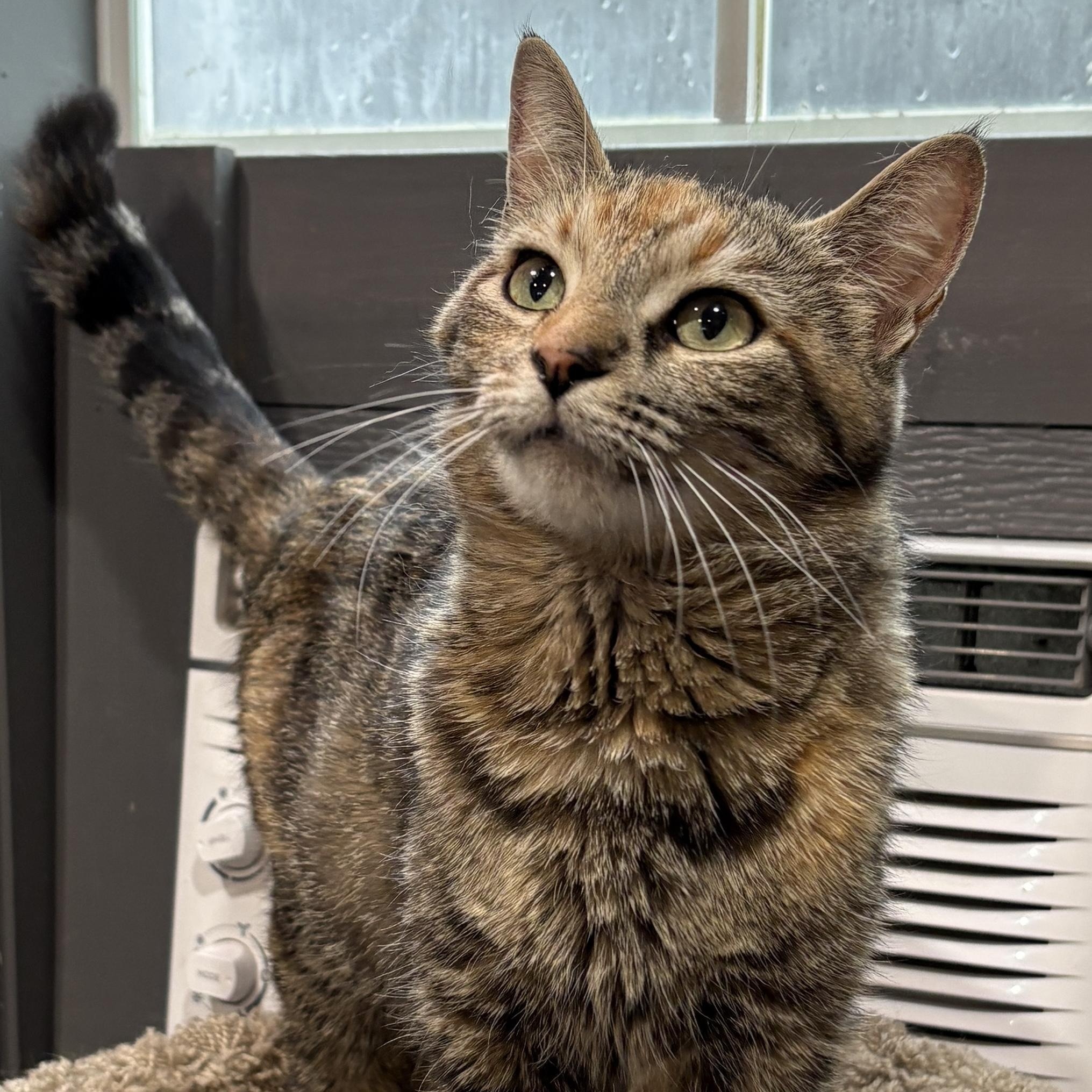 WASABI, a ADOPTABLE Domestic Short Hair in Tillsonburg, ON image 1/4