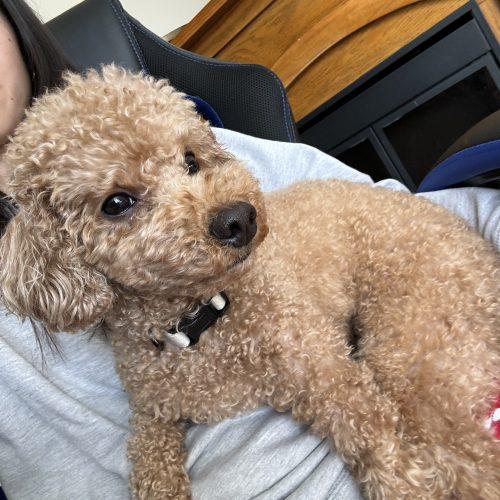 Marang, Adoptable, Adult Male Poodle.