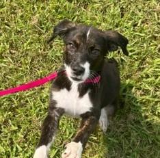 Millie, an adopted mixed breed in Albany, NY image 4/5