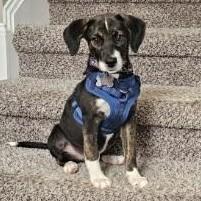 Millie, an adopted mixed breed in Albany, NY image 2/5