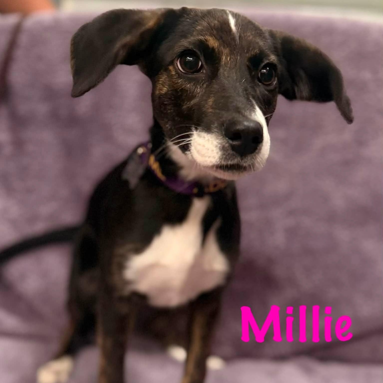 Millie, adopted, Puppy Female Terrier & Hound.