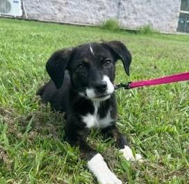 Millie, an adopted mixed breed in Albany, NY image 3/5