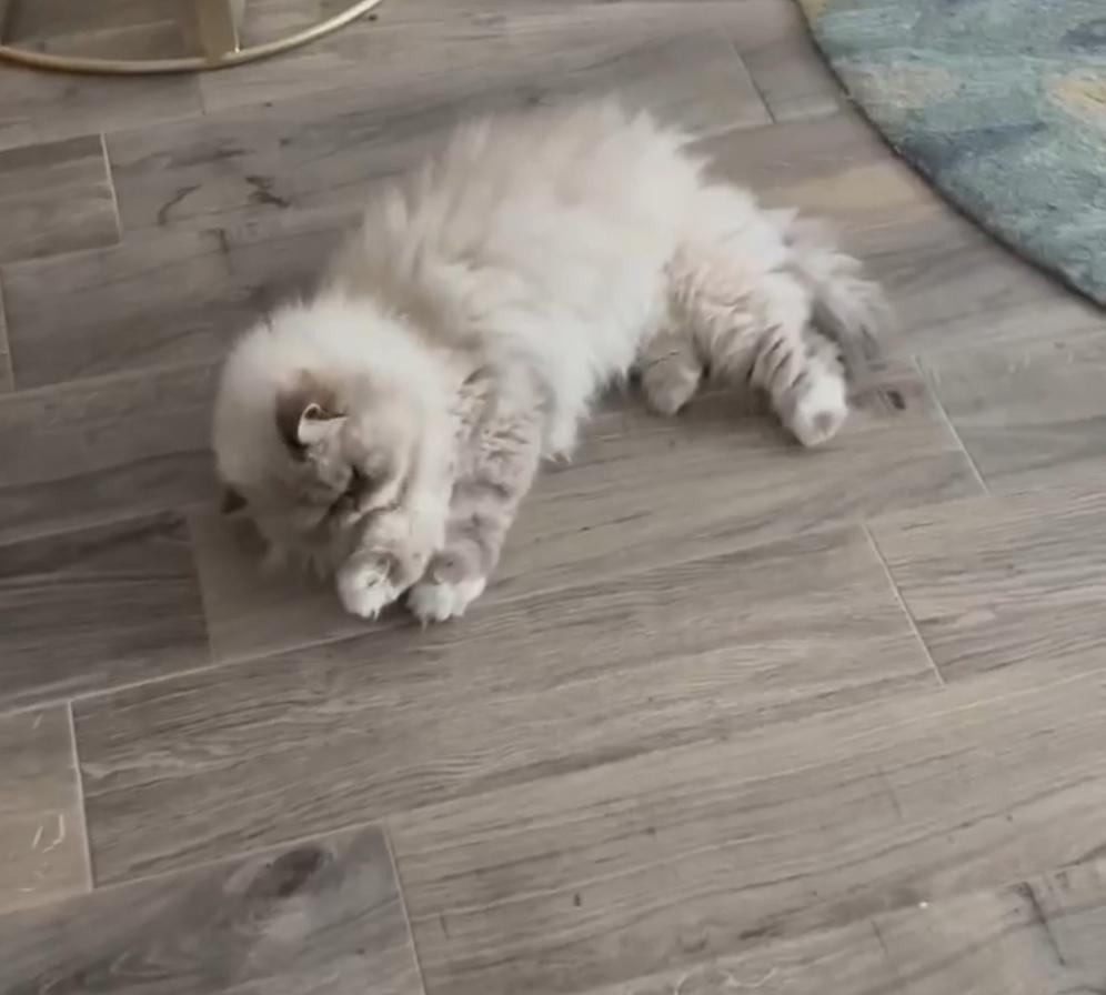 Enlarge Nigel, a ADOPTABLE Himalayan in Orlando, FL image 3/3