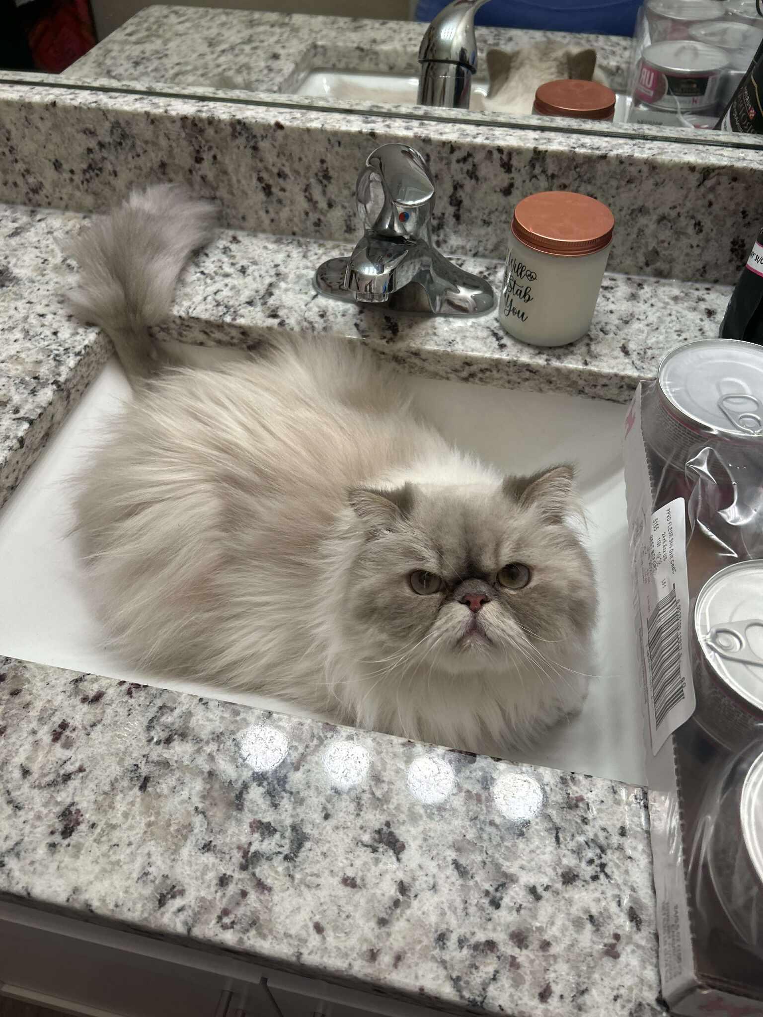 Nigel, ADOPTABLE, Adult Male Himalayan.