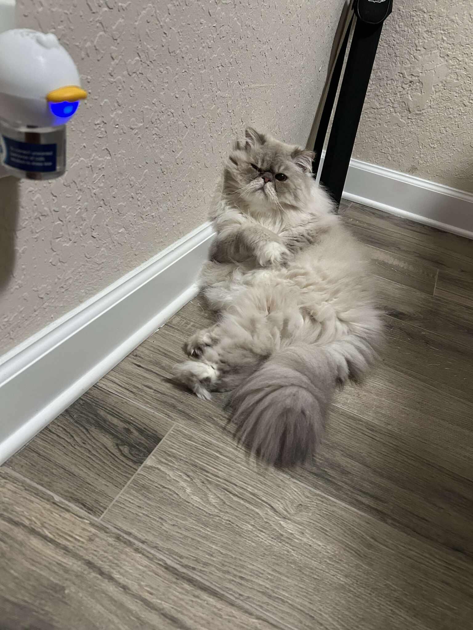 Enlarge Nigel, a ADOPTABLE Himalayan in Orlando, FL image 2/3