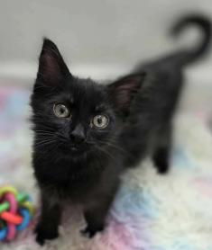 Peppermint Patty, ADOPTABLE, Kitten Female Domestic Long Hair.