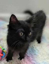 Peppermint Patty, a ADOPTABLE mixed breed image 2/3