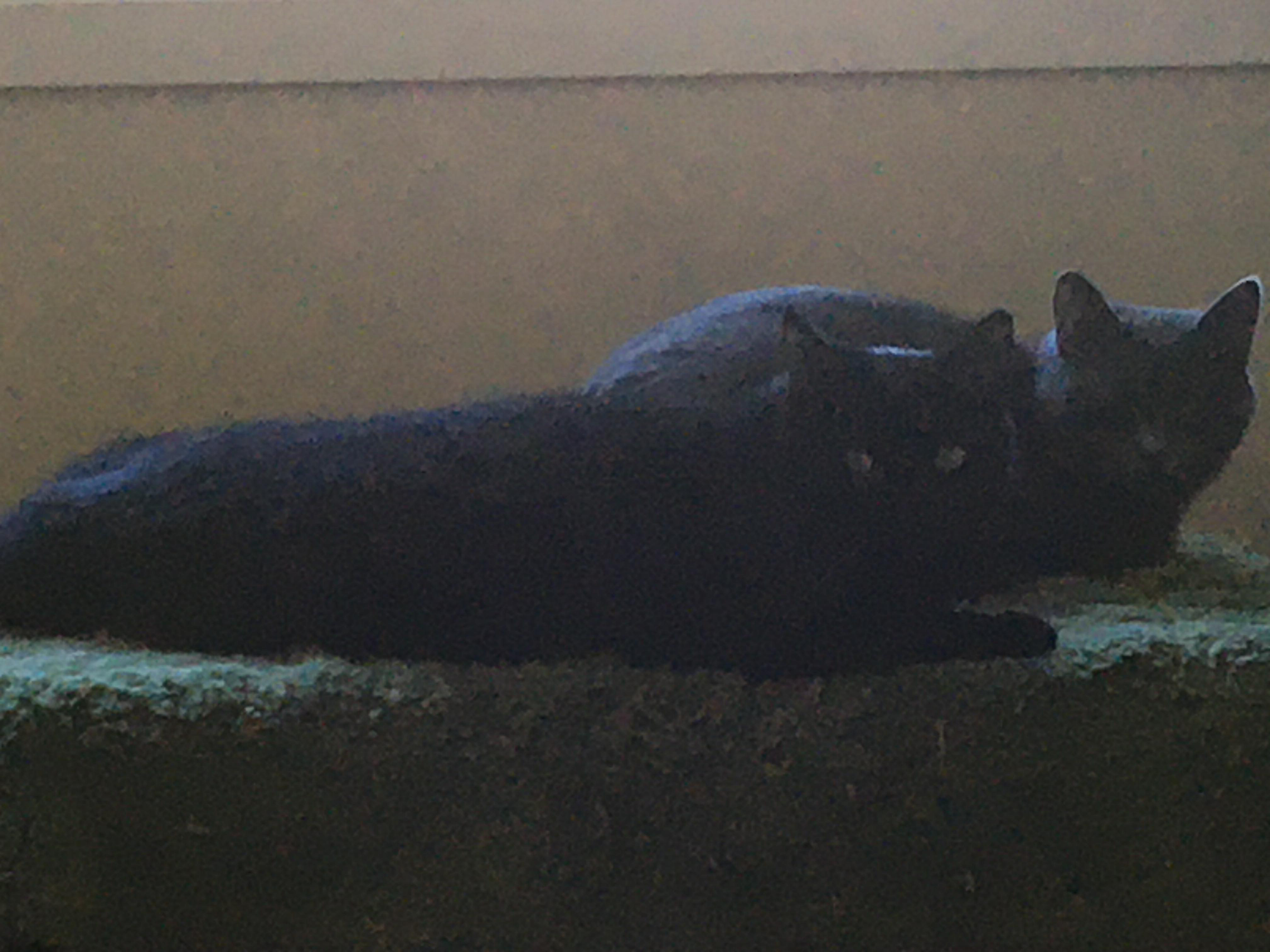 Cinder & Smoke, Adoptable, Adult Male Domestic Short Hair.