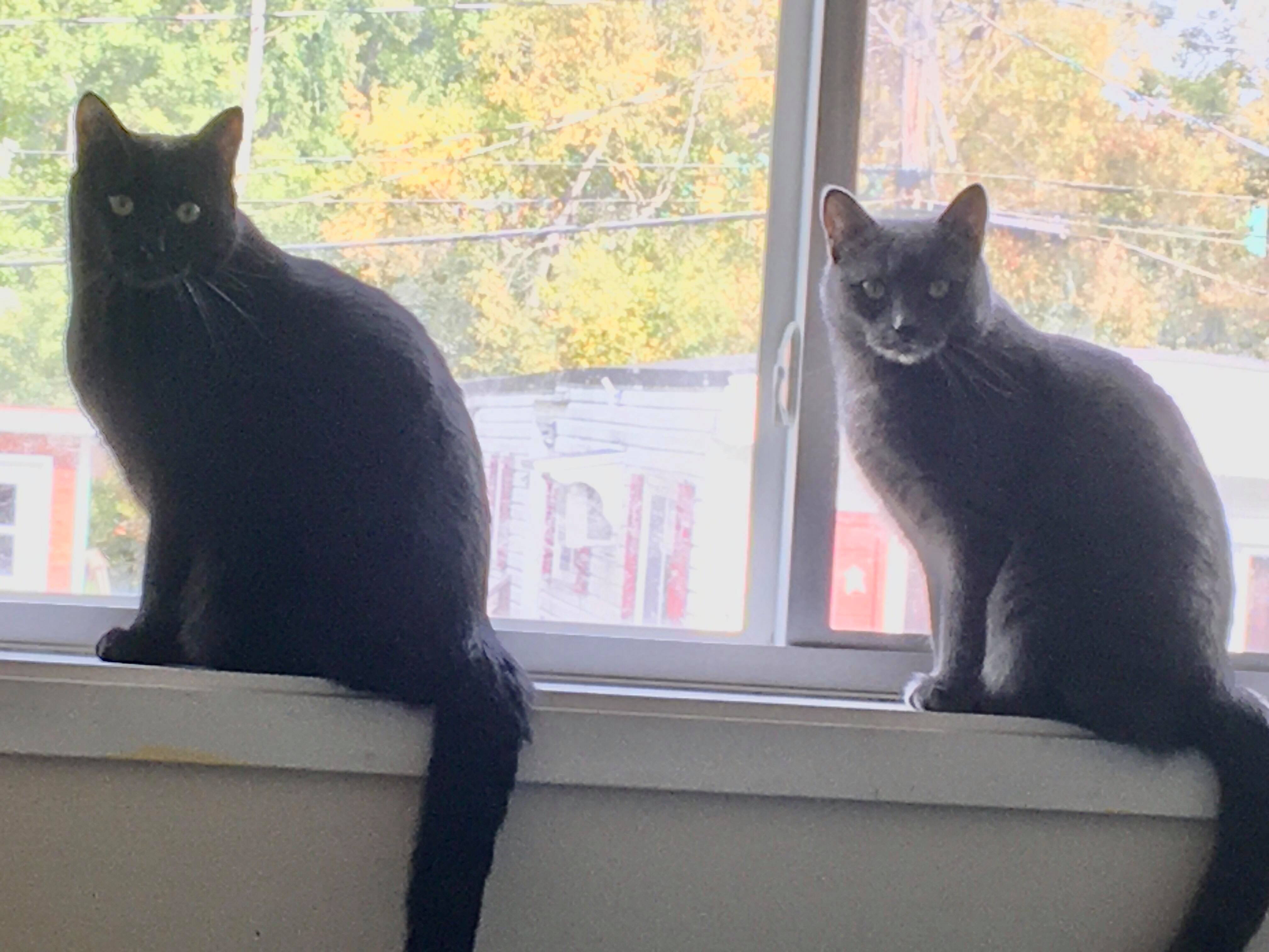 Enlarge Cinder & Smoke, a Adoptable Domestic Short Hair in Fredericton, NB image 2/4