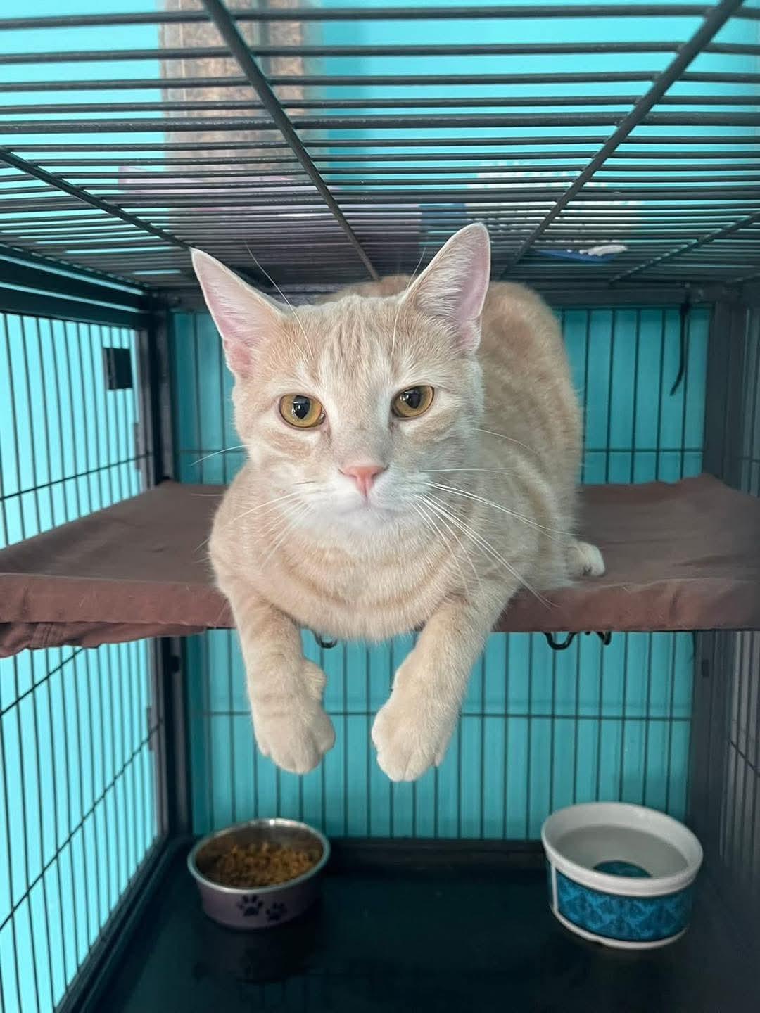 Toast, adopted, Young Male Domestic Short Hair.