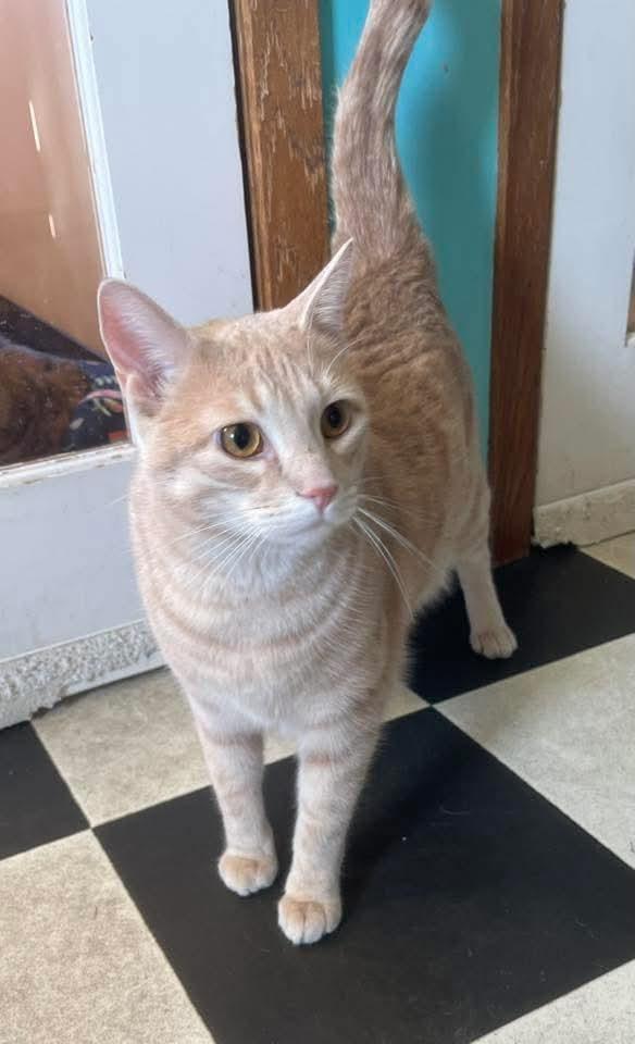 Enlarge Toast, an adopted Domestic Short Hair in Monticello, IL image 2/3