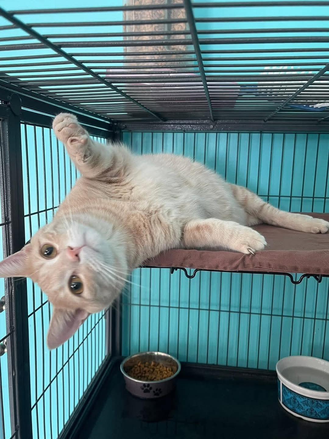 Enlarge Toast, an adopted Domestic Short Hair in Monticello, IL image 3/3