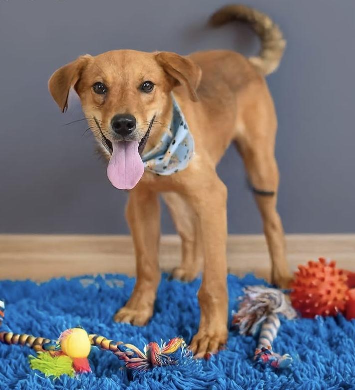 Lotto, Adoptable, Adult Male Carolina Dog & Shepherd.