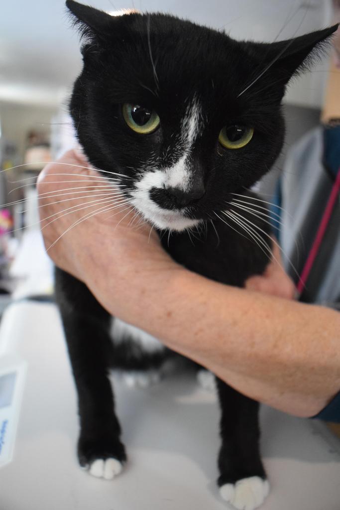 Precious (L543 C2), Adoptable, Young Female Domestic Short Hair.