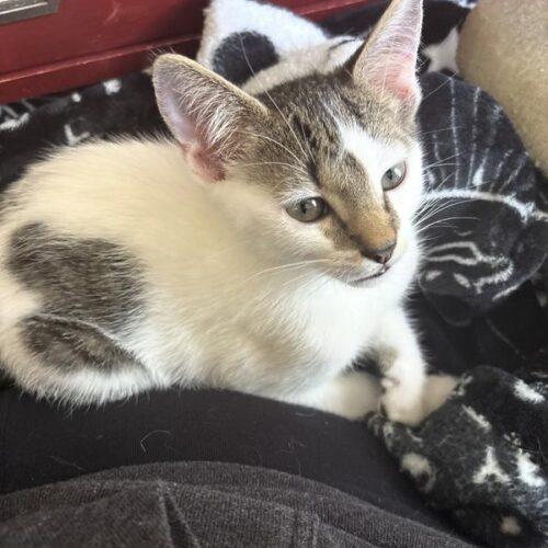 Dumpling, Adoptable, Kitten Male Domestic Short Hair.