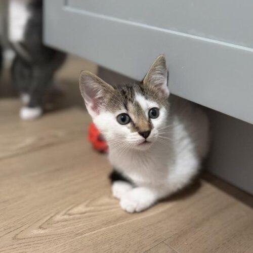 Enlarge Dumpling, a Adoptable Domestic Short Hair in Tampa, FL image 2/4
