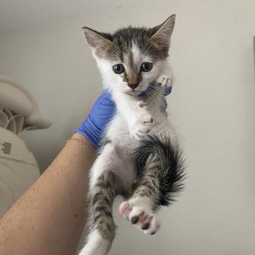 Enlarge Dumpling, a Adoptable Domestic Short Hair in Tampa, FL image 3/4