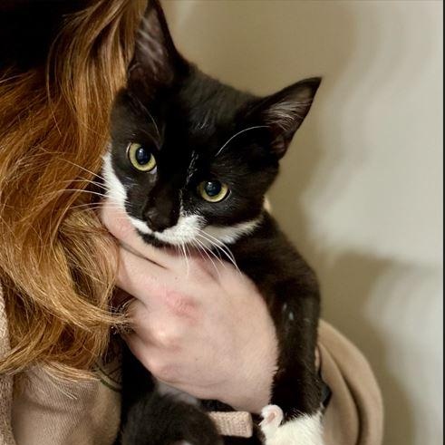 Enlarge Paloma, an adopted Domestic Short Hair in SNOW HILL, NC image 1/1