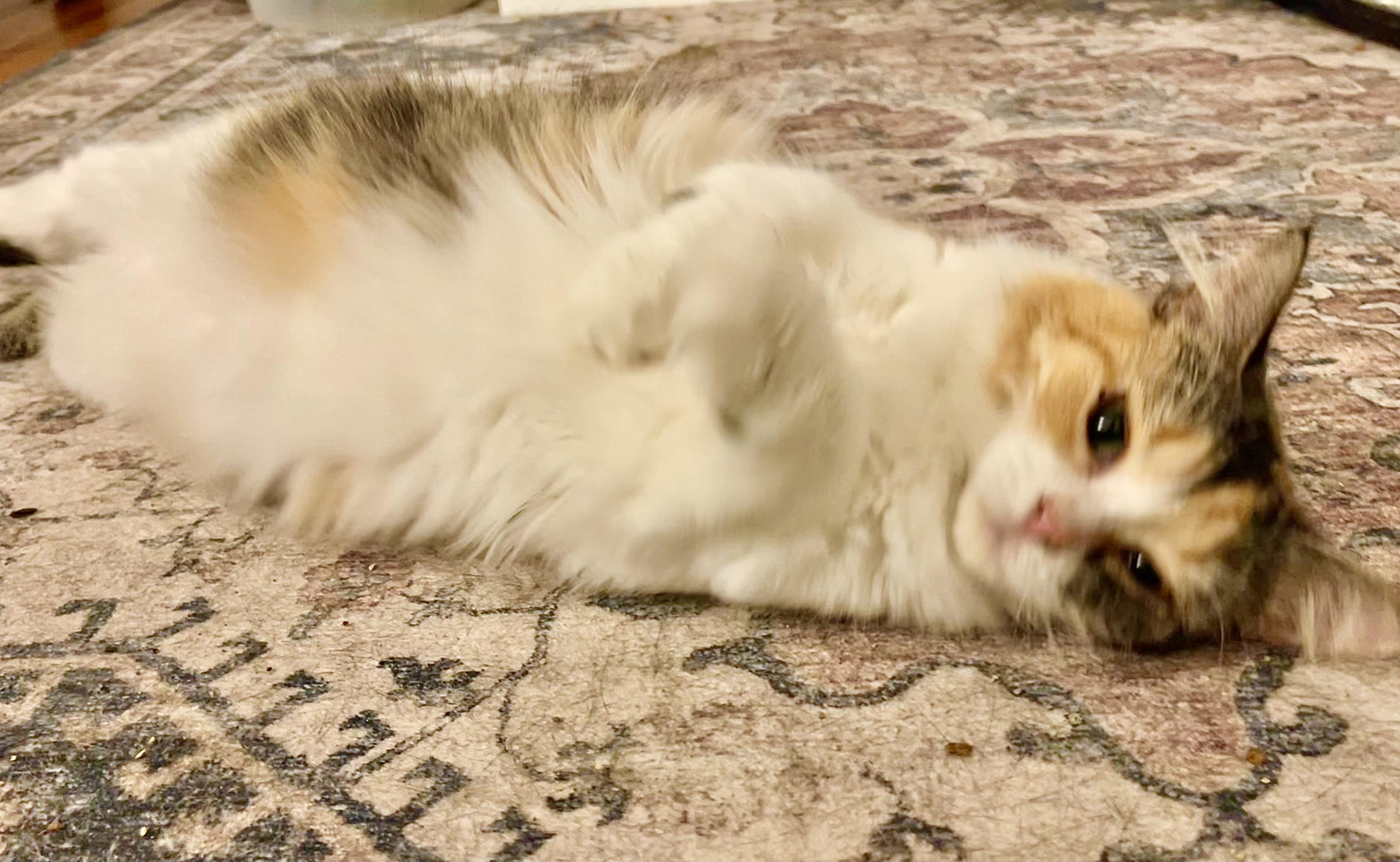 Enlarge Callie, a Adoptable Calico in Davison, MI image 3/6
