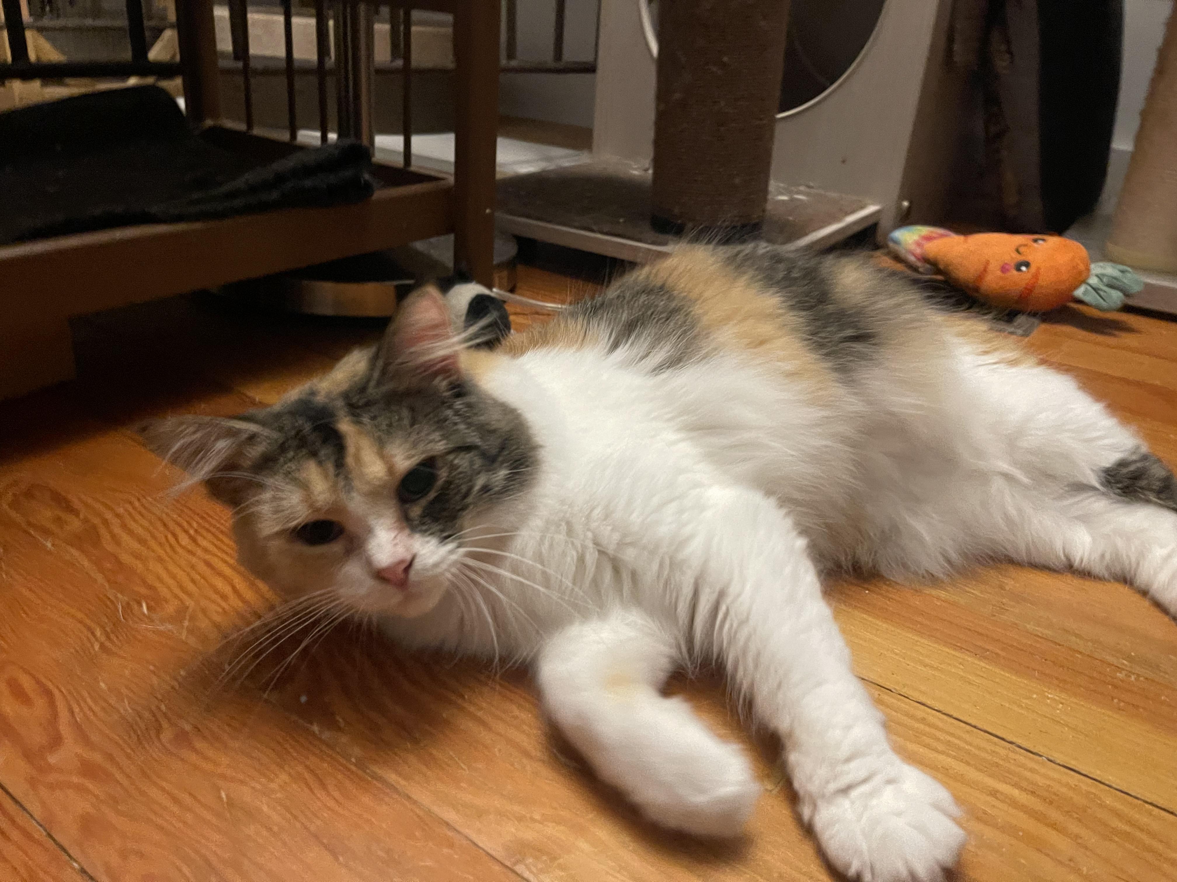 Enlarge Callie, a Adoptable Calico in Davison, MI image 4/6