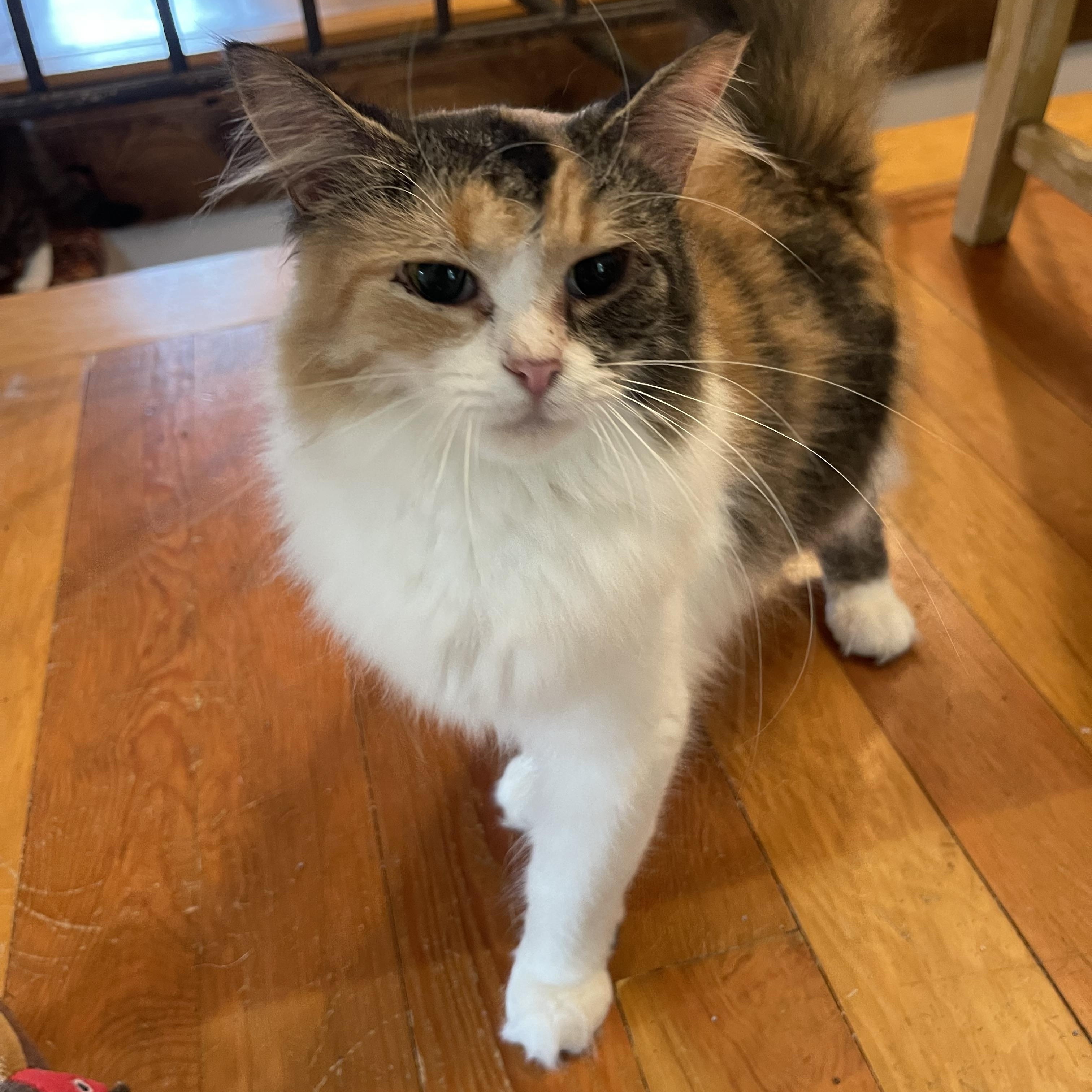 Callie, Adoptable, Young Female Calico.