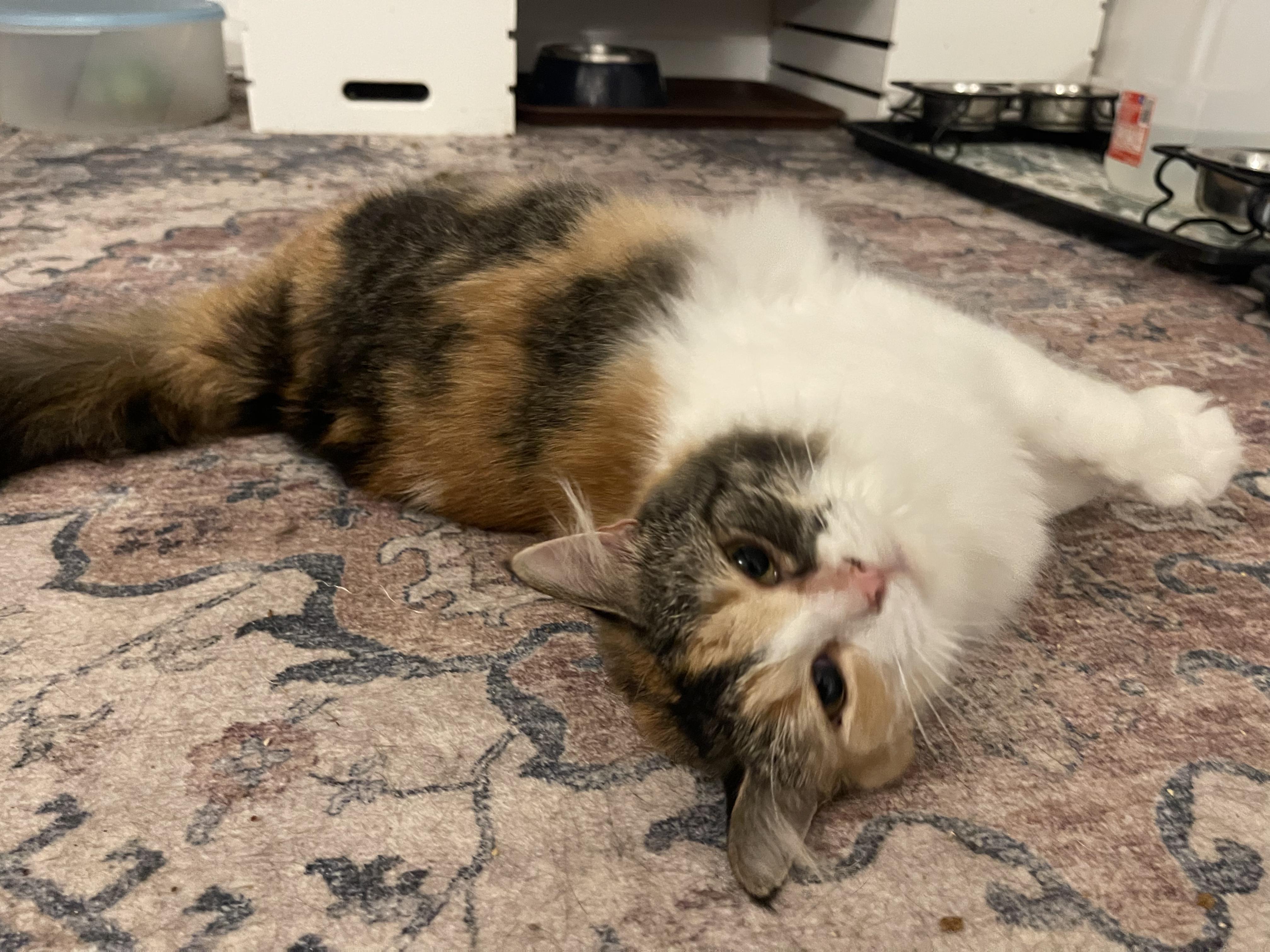 Enlarge Callie, a Adoptable Calico in Davison, MI image 2/6