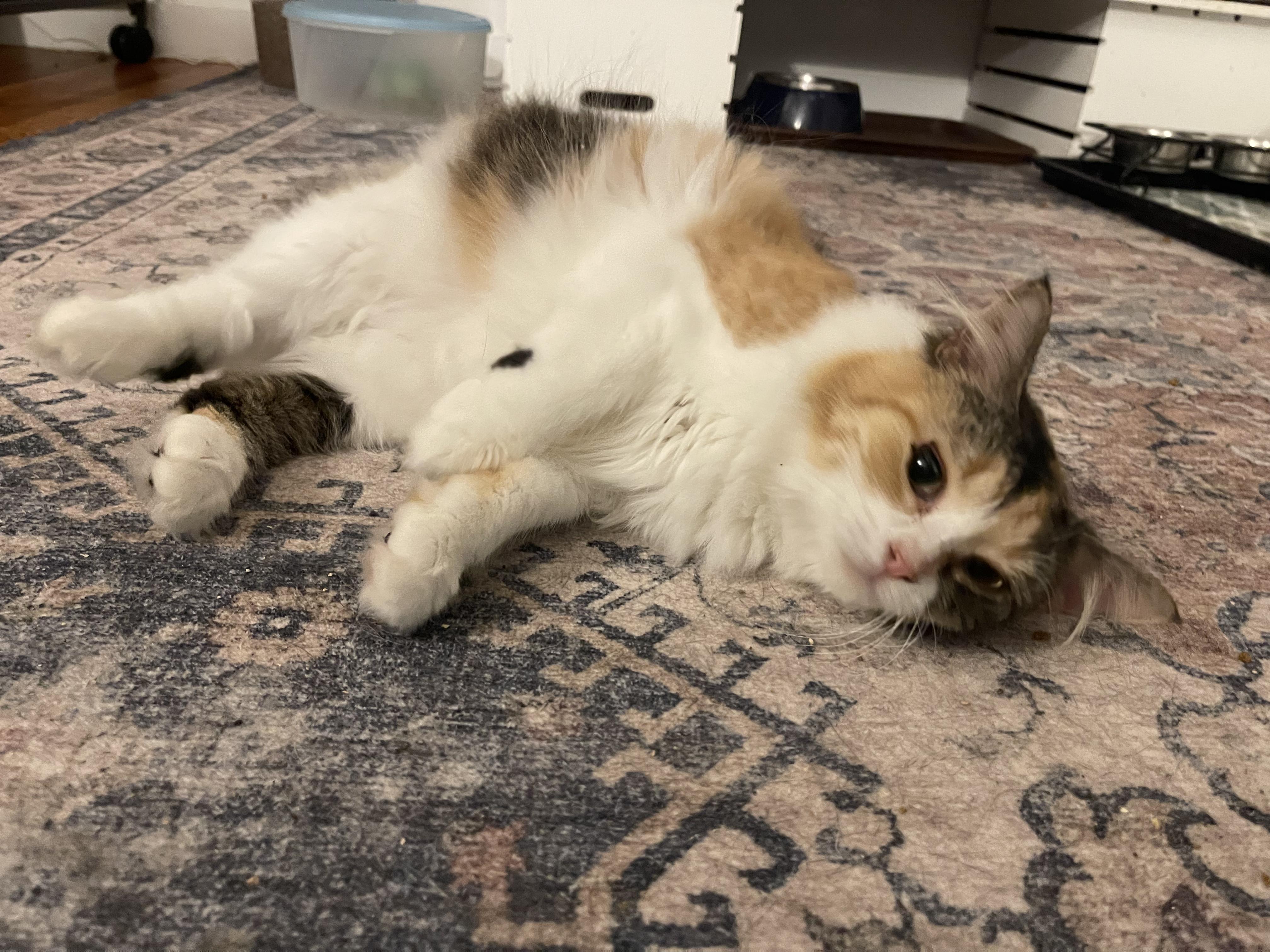 Enlarge Callie, a Adoptable Calico in Davison, MI image 6/6