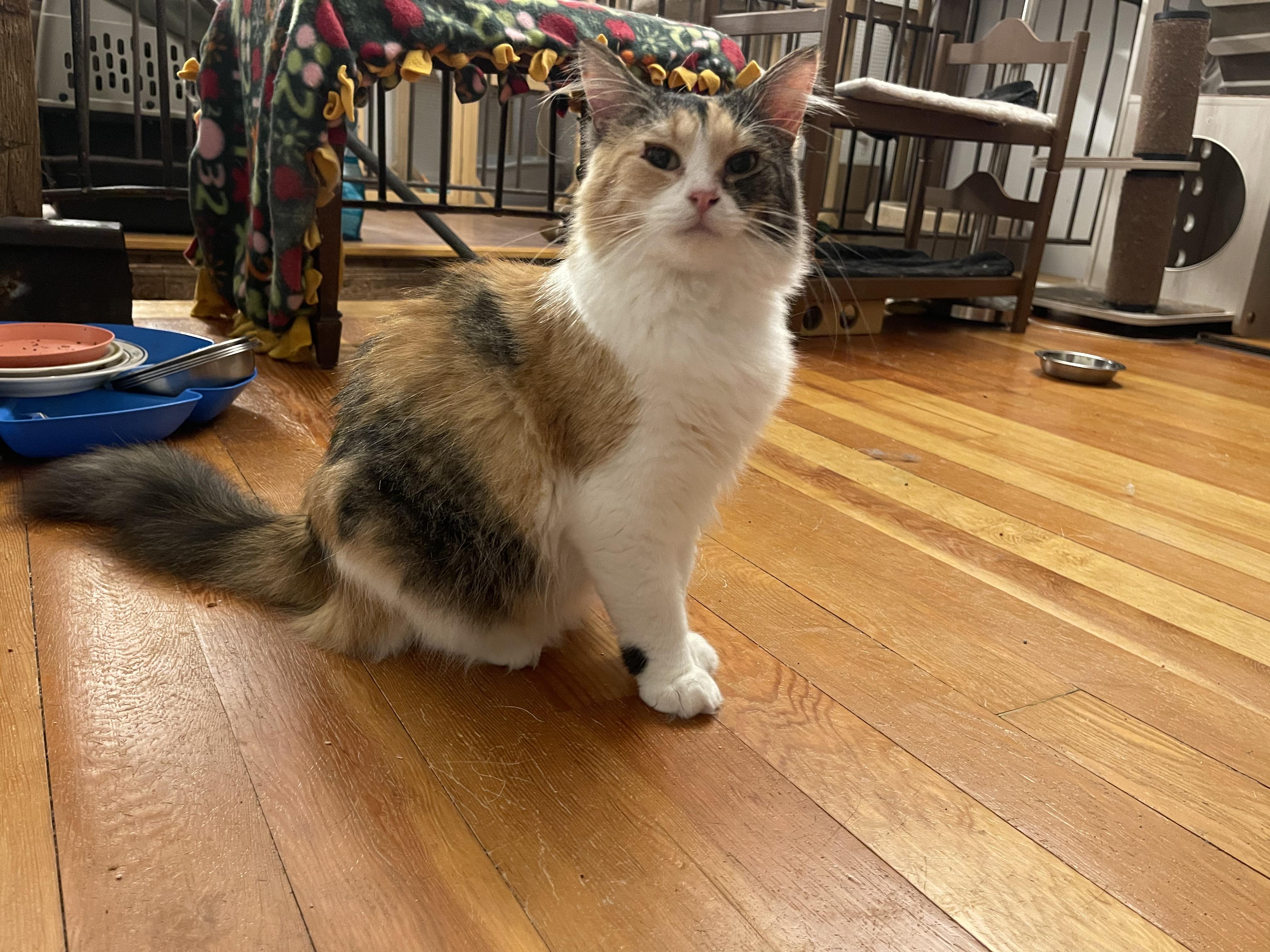 Enlarge Callie, a Adoptable Calico in Davison, MI image 5/6