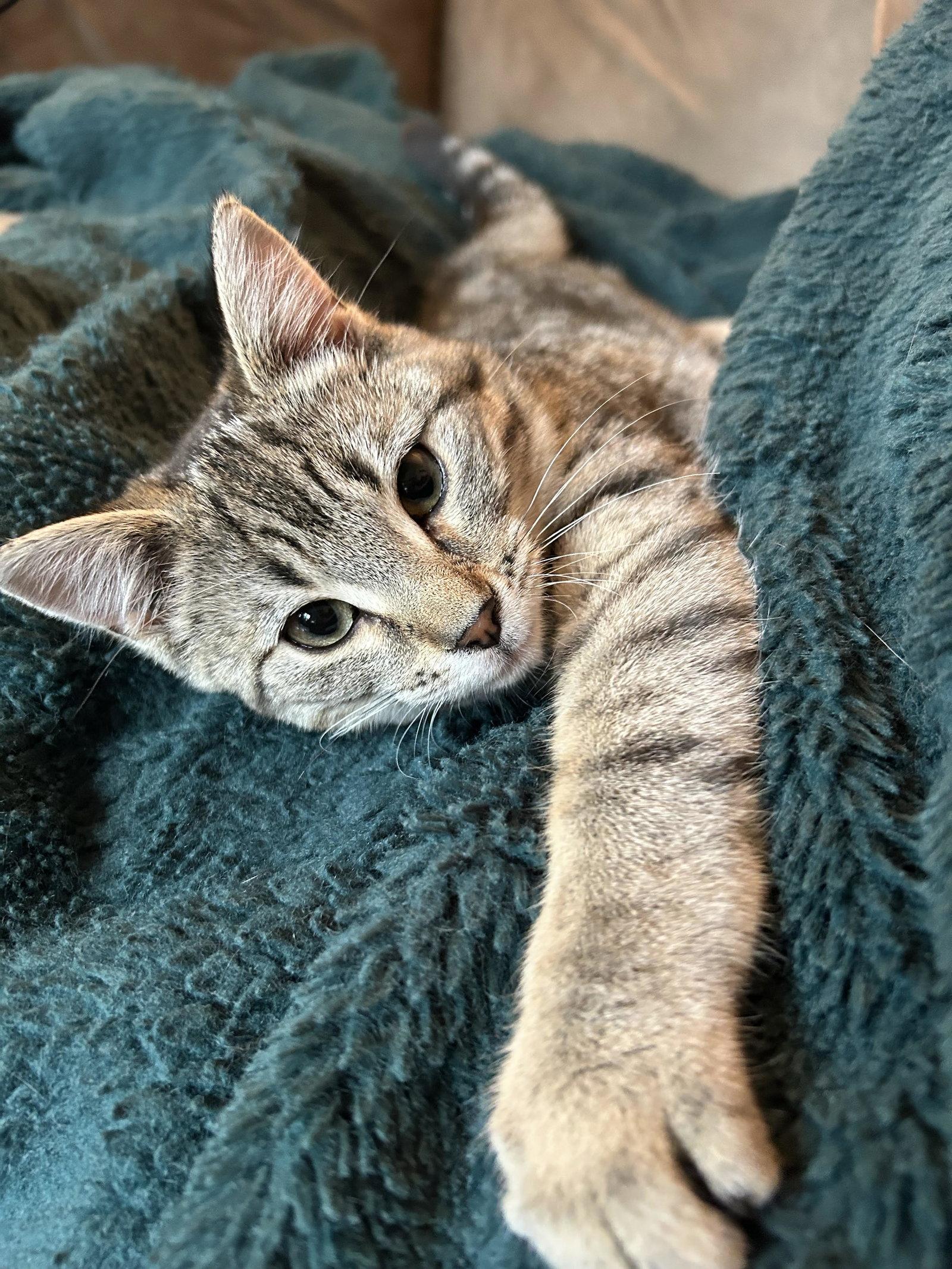 Rillette, Adopted, Kitten Female Domestic Short Hair.