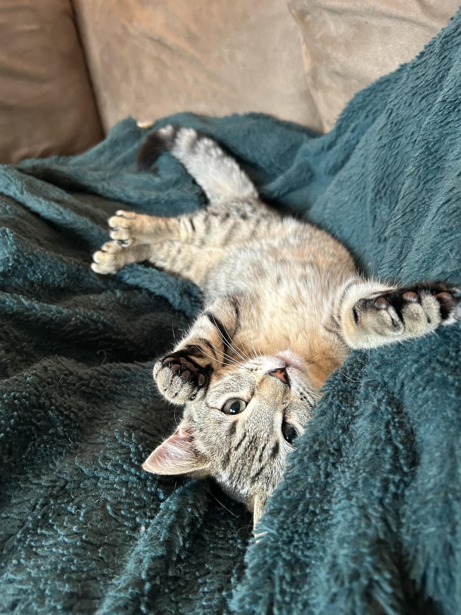 Enlarge Rillette, a Adopted Domestic Short Hair in Montreal, QC image 2/3