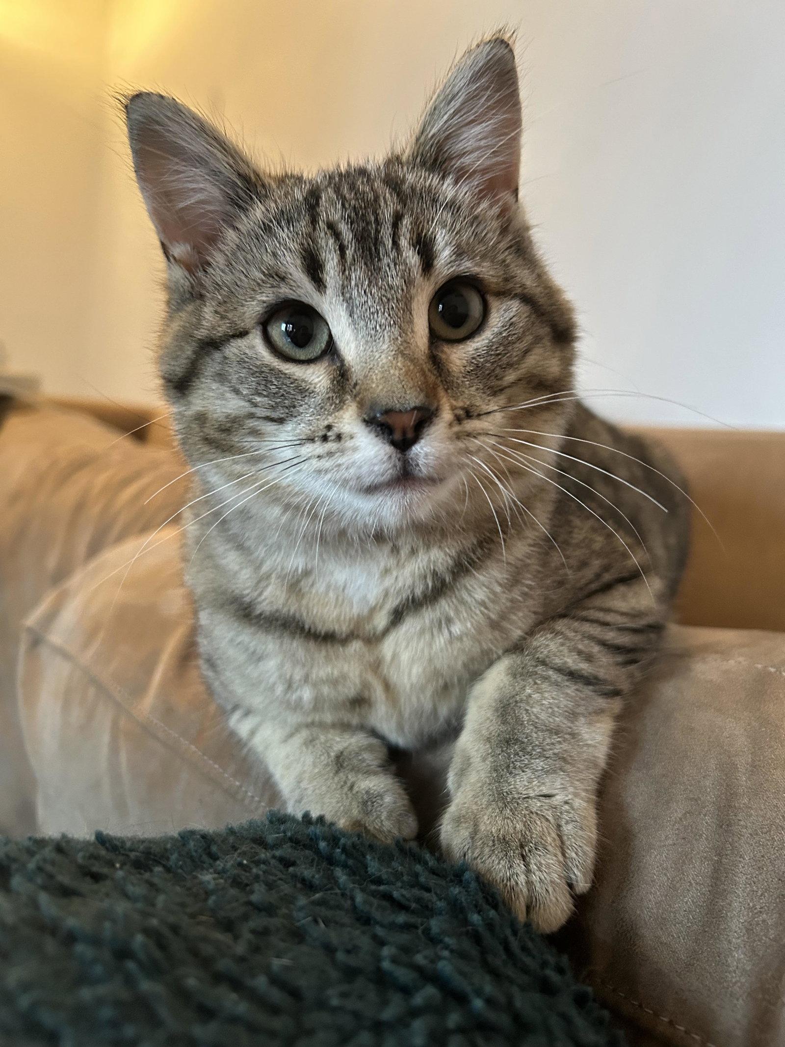 Enlarge Rillette, a Adopted Domestic Short Hair in Montreal, QC image 3/3