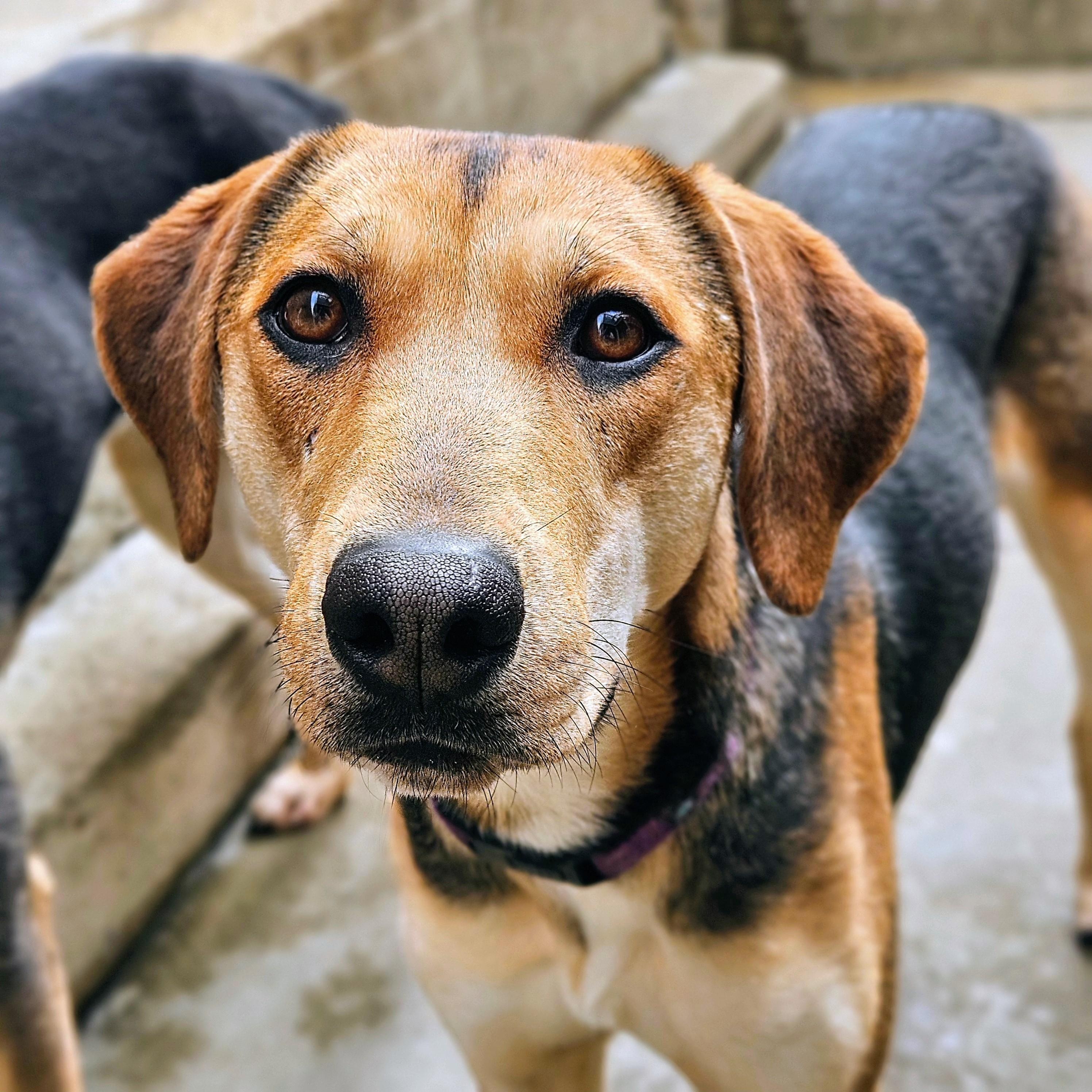 Enlarge Shelby(REDUCED FEE), a ADOPTABLE mixed breed in Chicago, IL image 1/6
