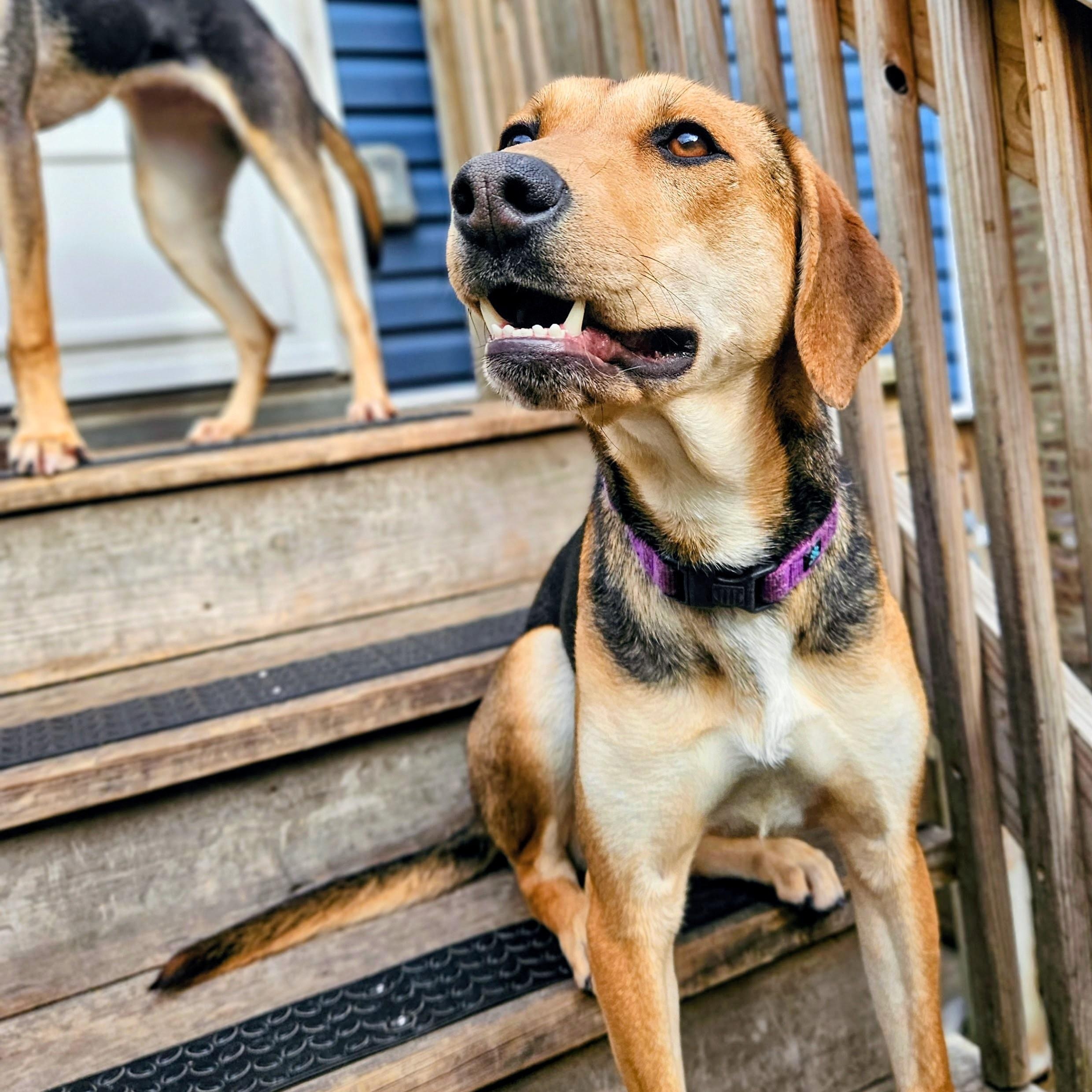 Enlarge Shelby(REDUCED FEE), a ADOPTABLE mixed breed in Chicago, IL image 2/6