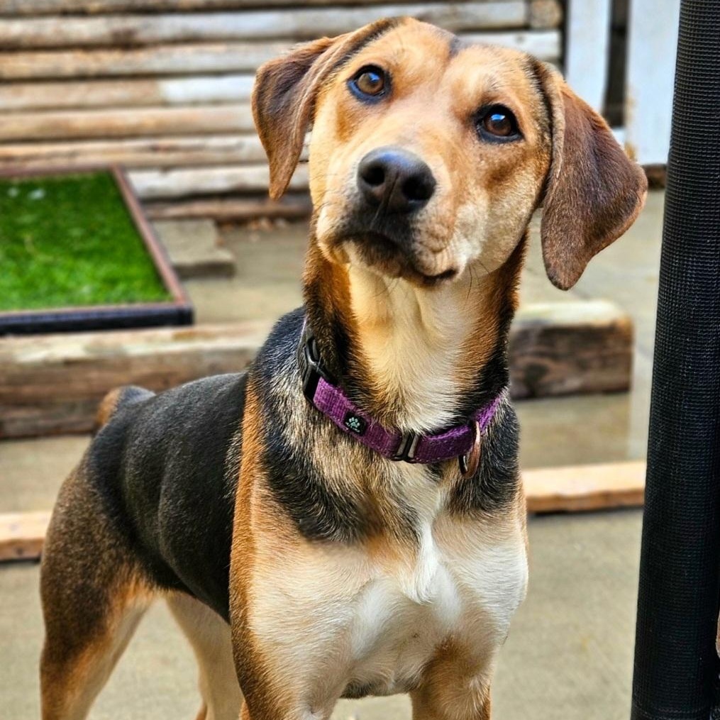 Enlarge Shelby(REDUCED FEE), a ADOPTABLE mixed breed in Chicago, IL image 6/6