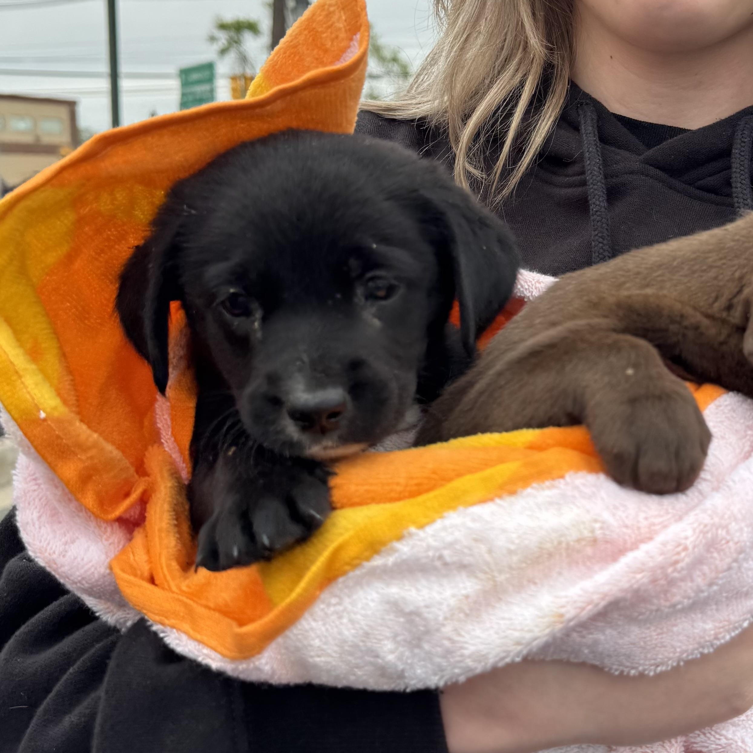 Hershey , ADOPTABLE, Puppy Female Black Labrador Retriever.