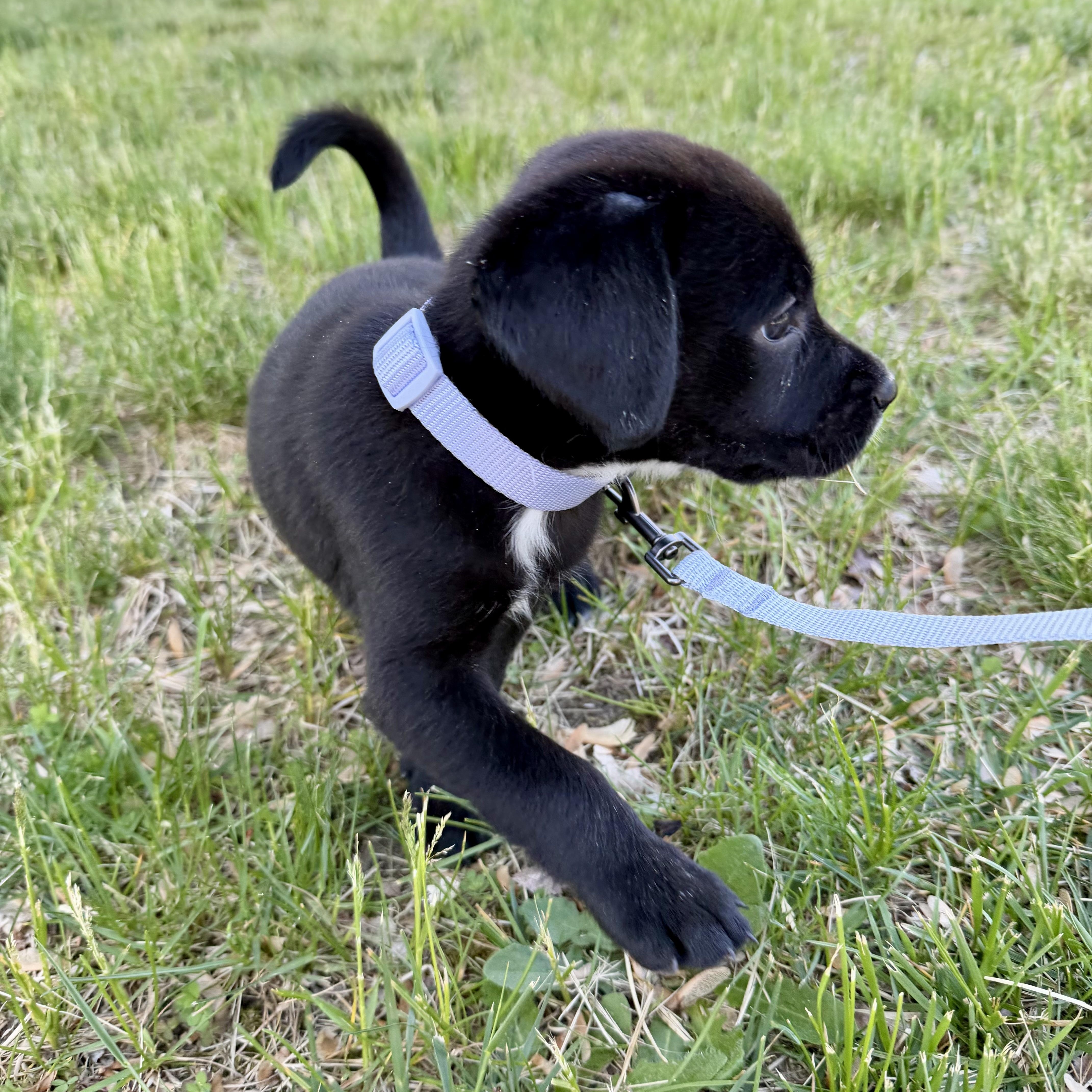 Enlarge Hershey , a ADOPTABLE mixed breed in Collingswood, NJ image 2/4