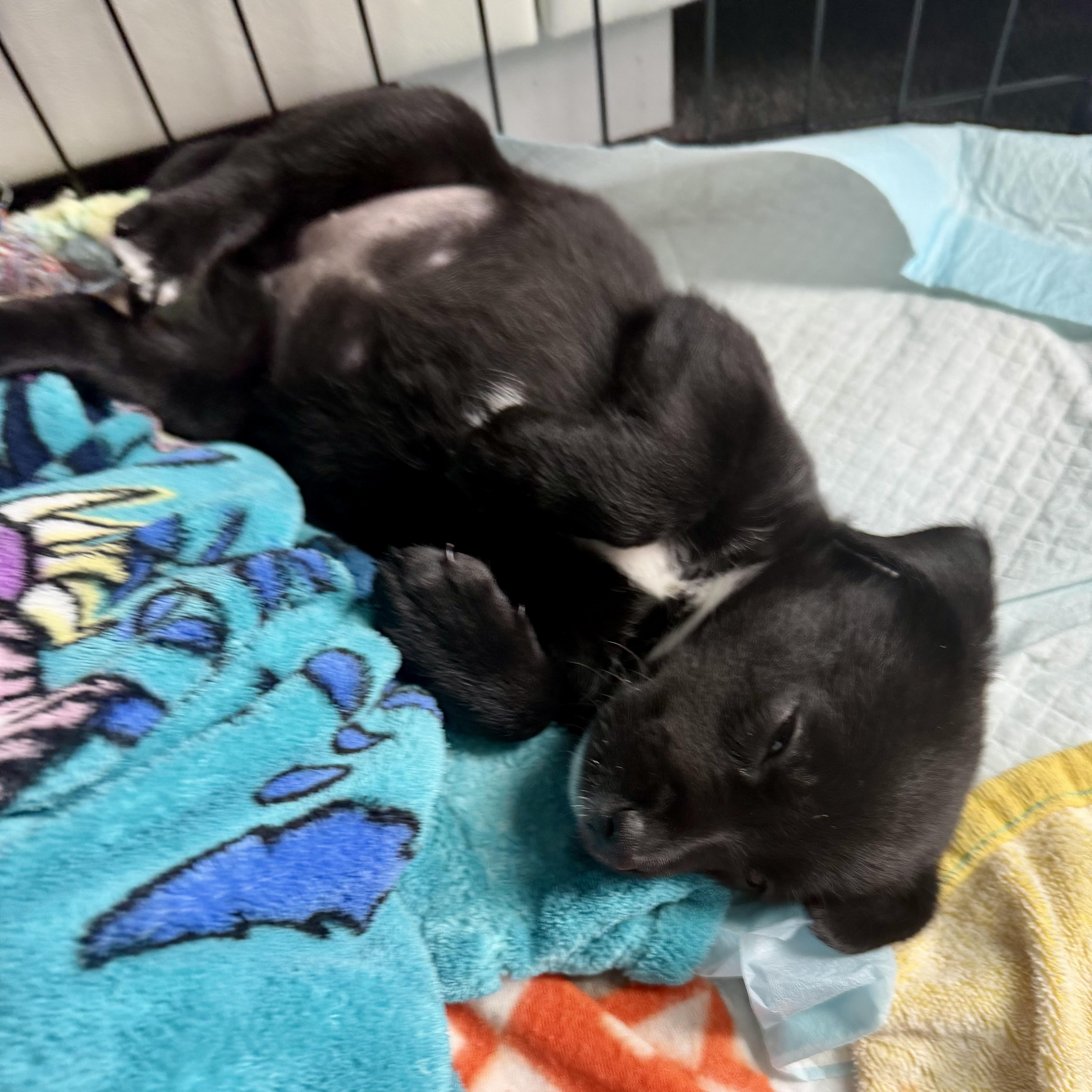 Enlarge Hershey , a ADOPTABLE mixed breed in Collingswood, NJ image 3/4