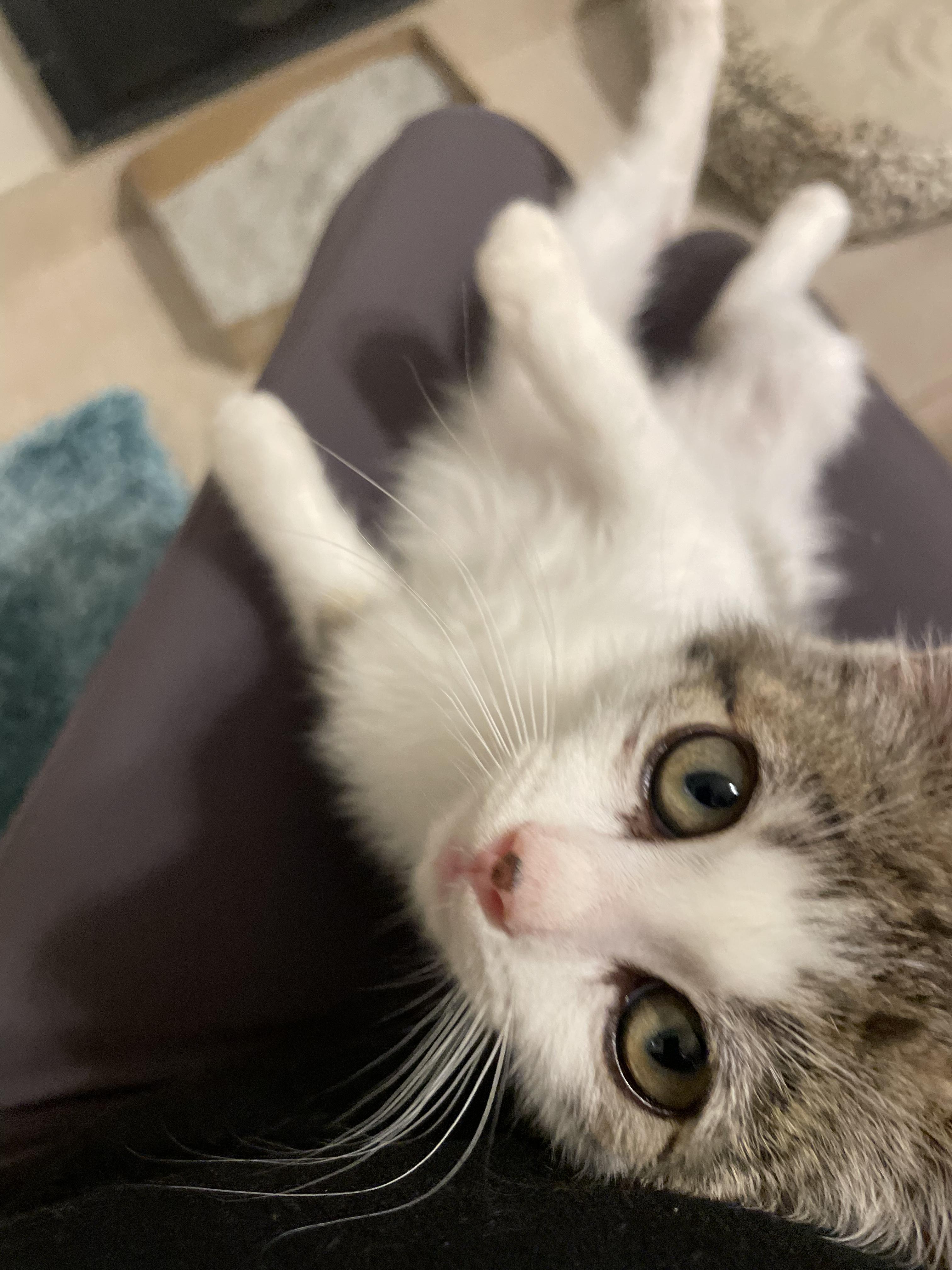 Louie